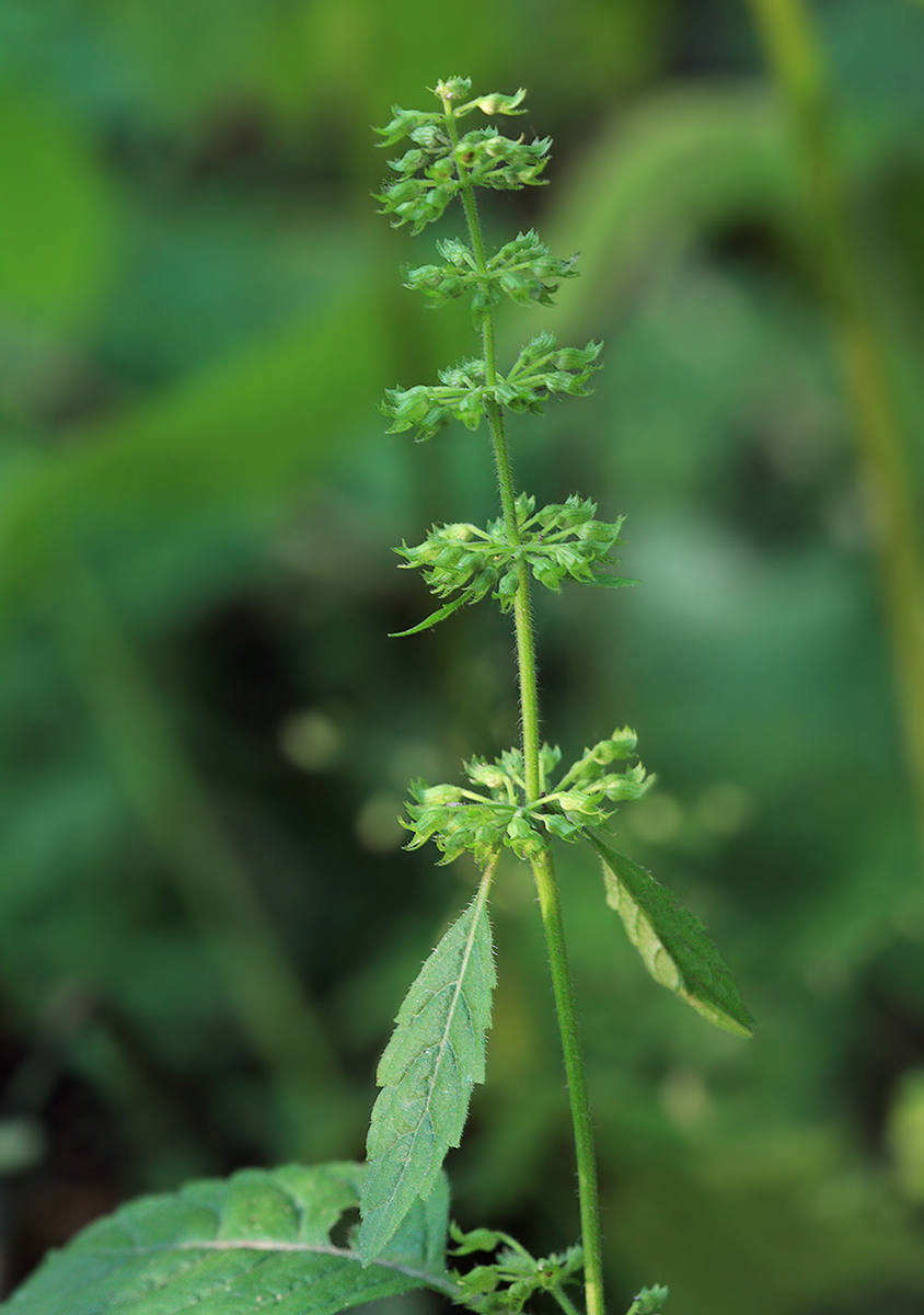 Изображение особи Clinopodium sachalinense.