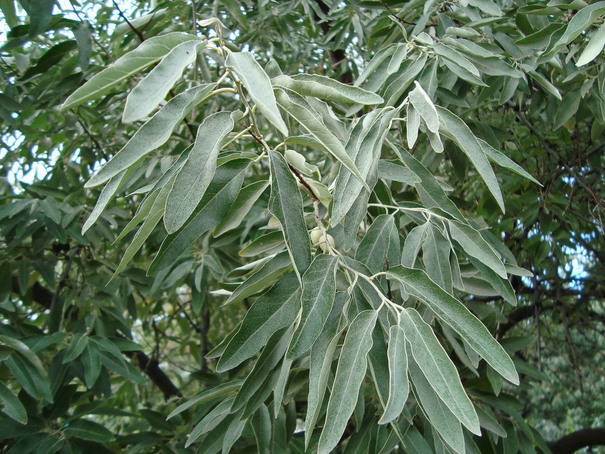 Image of Elaeagnus angustifolia specimen.