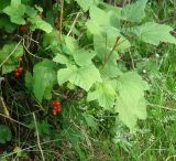 Ribes spicatum. Ветви с соплодиями. Иркутская обл., Шелеховский р-н, окр. с. Шаманка, берег р. Шаманка. 07.07.2016.