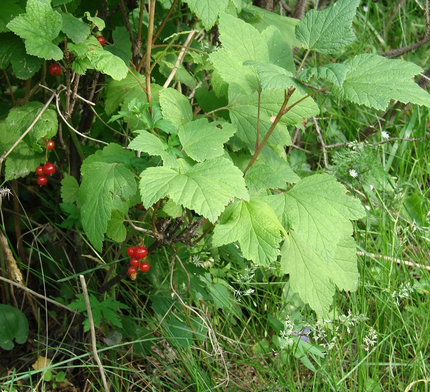 Изображение особи Ribes spicatum.