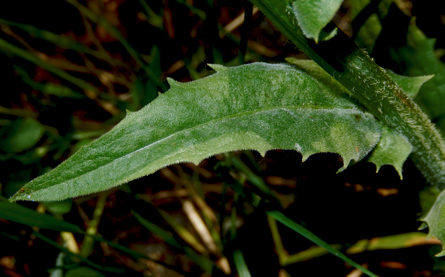 Image of Crepis pulchra specimen.