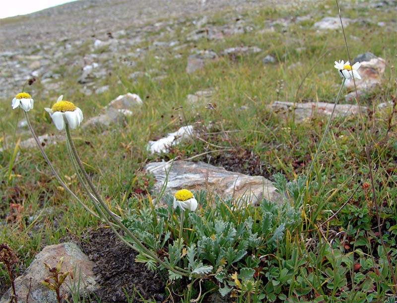 Изображение особи Anthemis saportana.