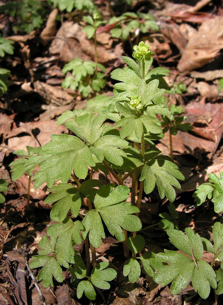 Image of Adoxa moschatellina specimen.