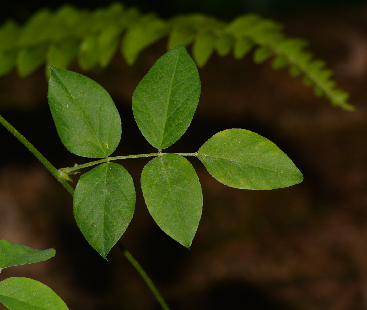 Изображение особи Clitoria ternatea.