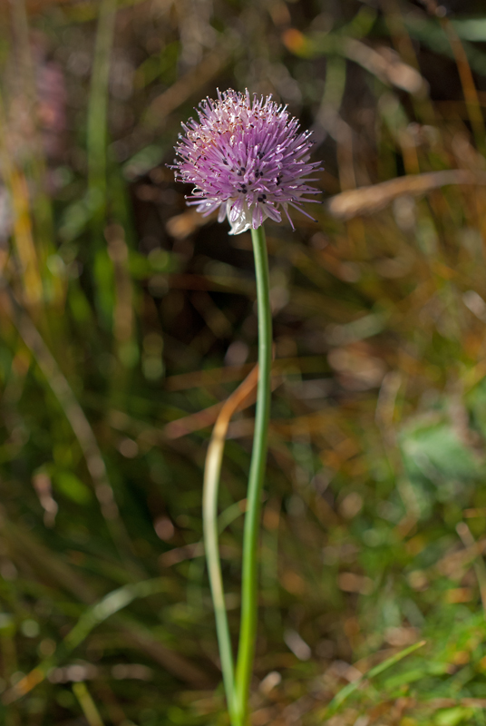 Image of Allium pumilum specimen.