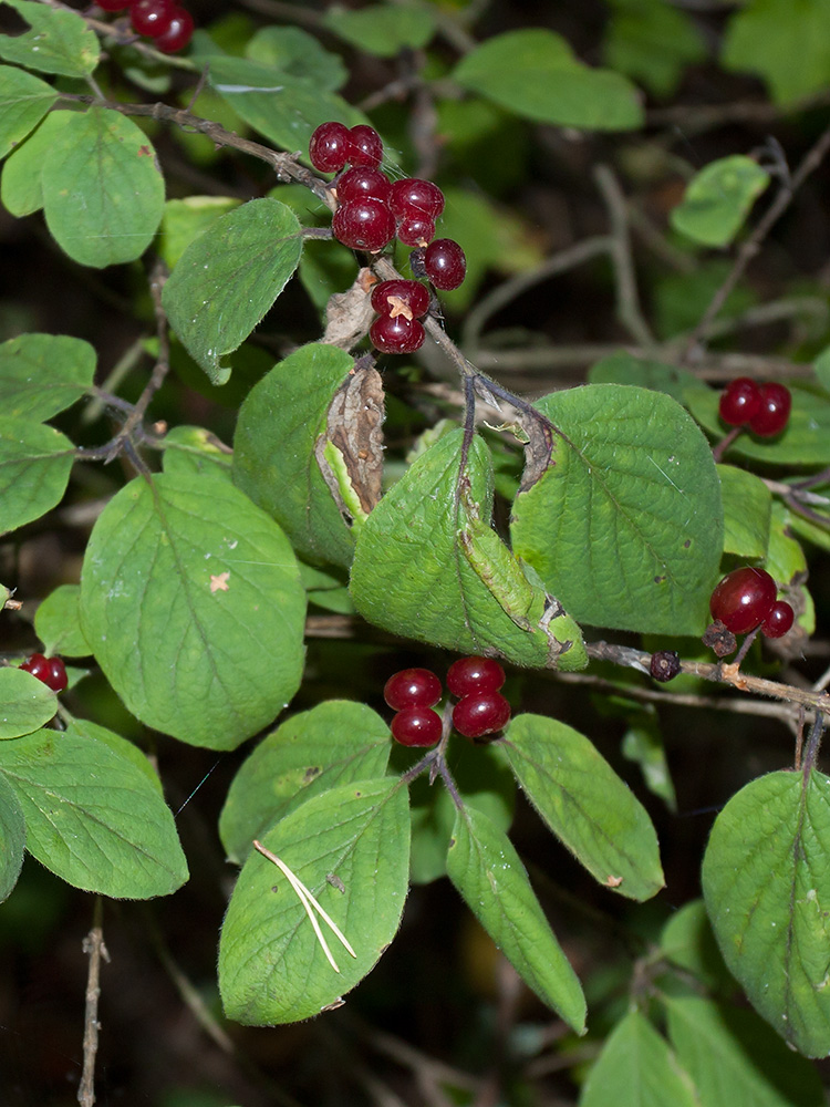 Изображение особи Lonicera xylosteum.