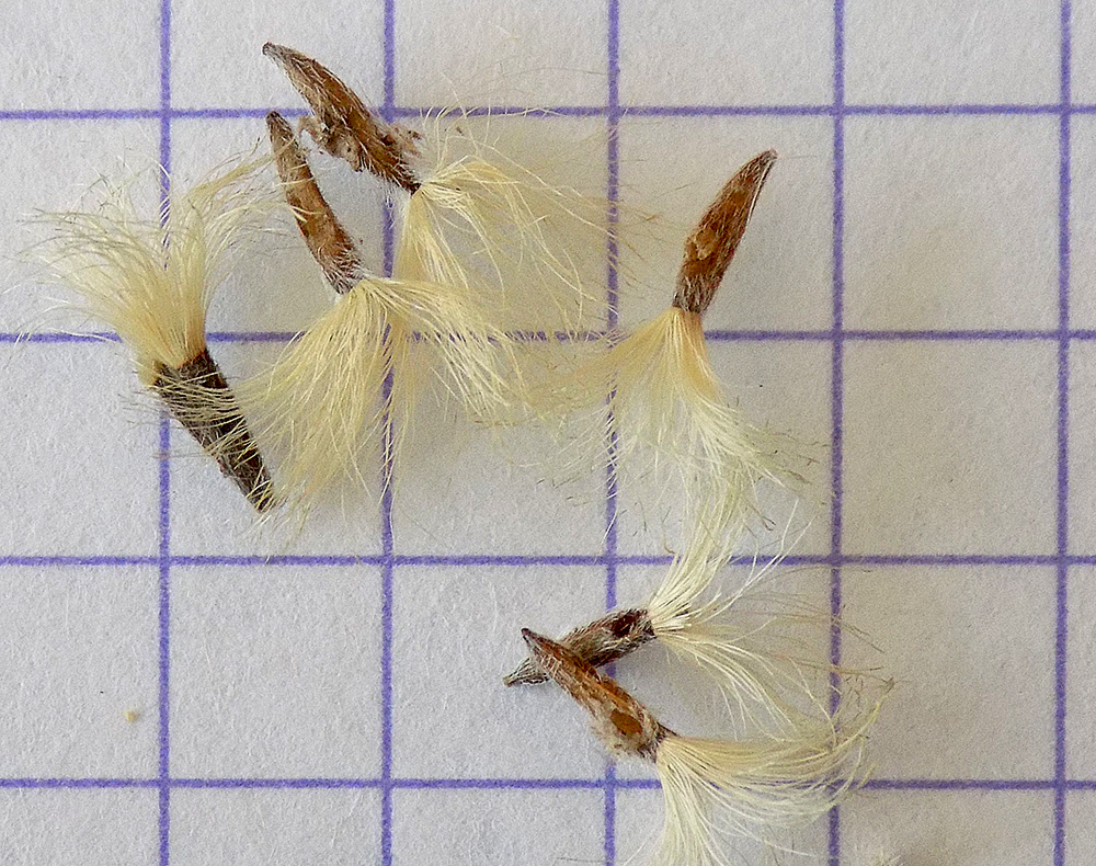 Image of Galatella villosa specimen.