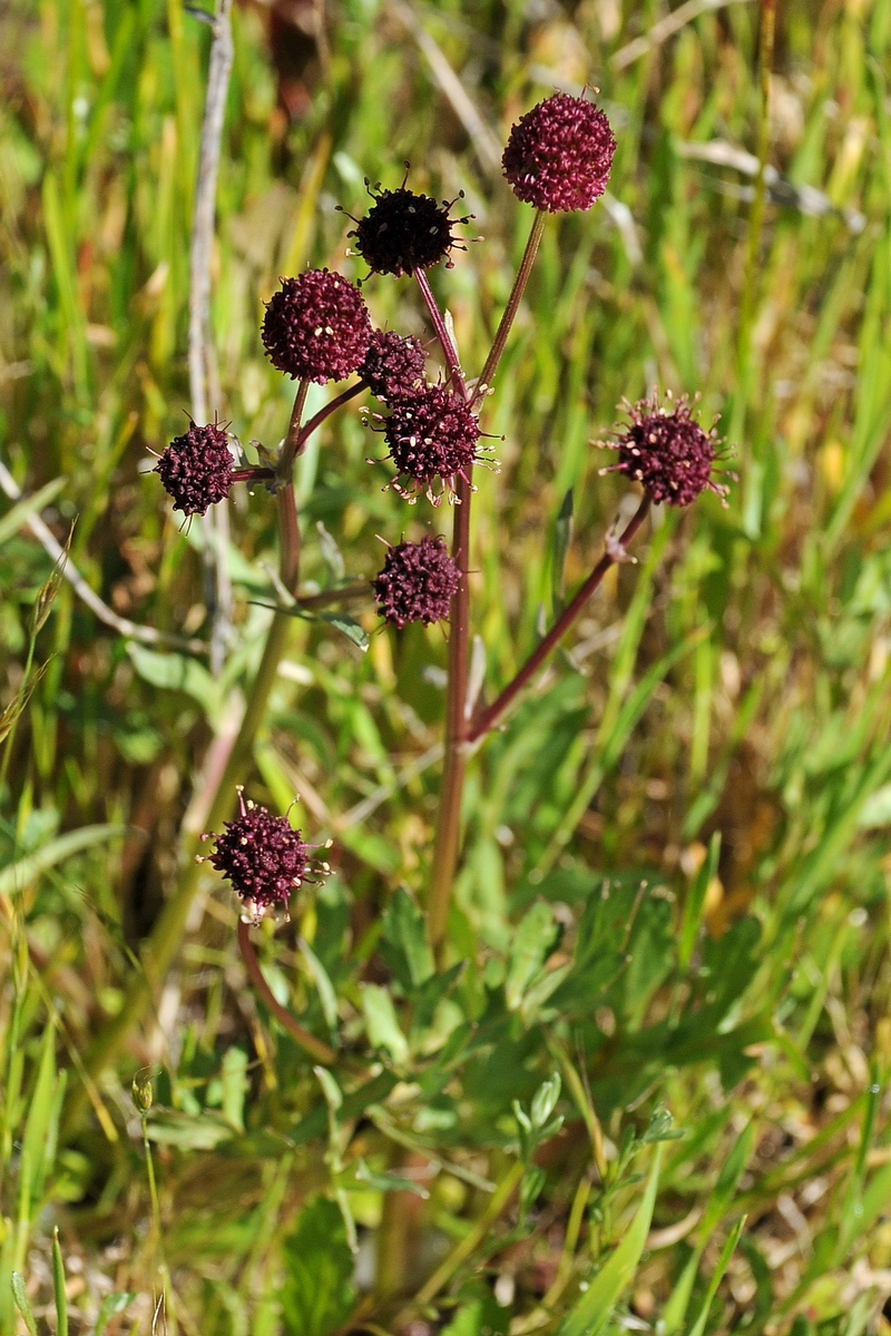 Изображение особи Sanicula bipinnatifida.