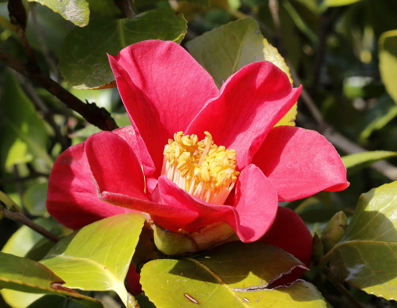 Image of Camellia japonica specimen.