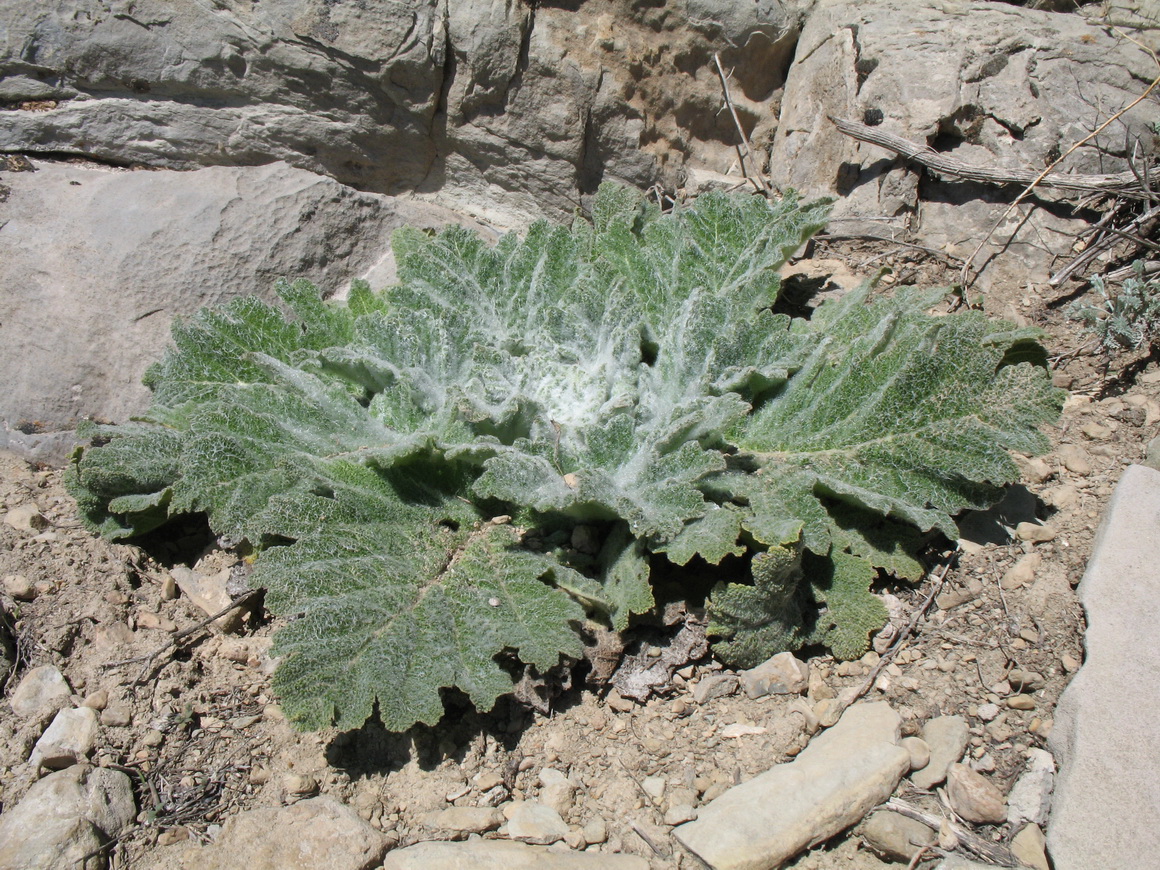 Изображение особи Salvia aethiopis.