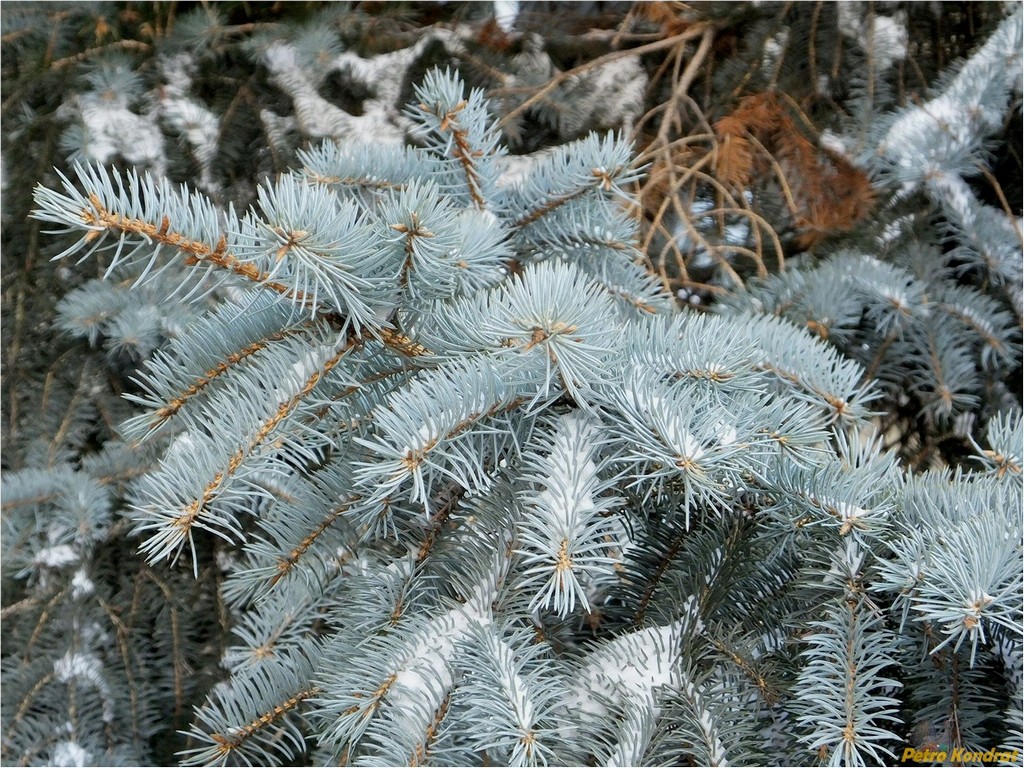 Image of Picea pungens f. glauca specimen.