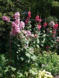 Alcea rosea