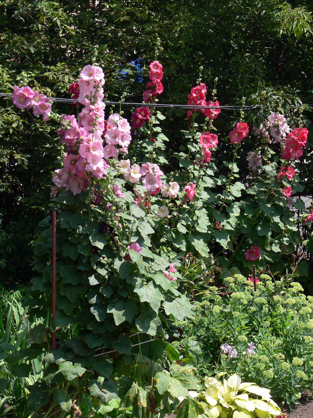 Image of Alcea rosea specimen.