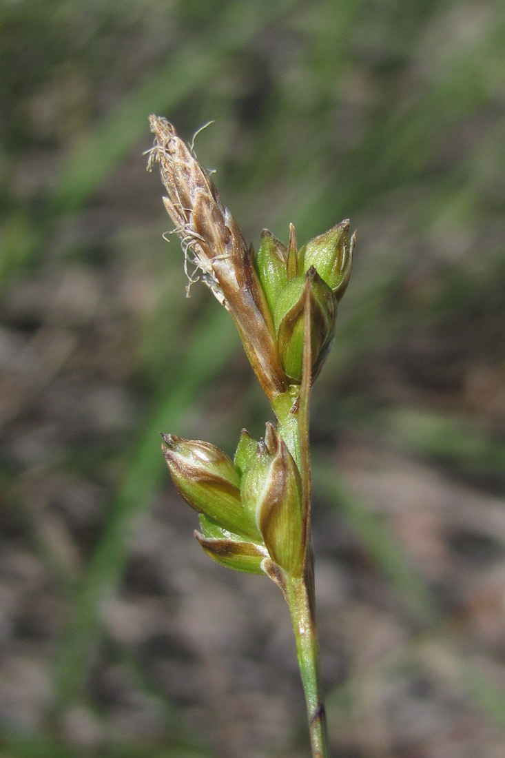 Image of Carex liparocarpos specimen.