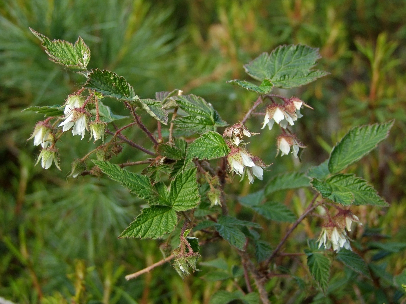 Изображение особи Rubus matsumuranus.