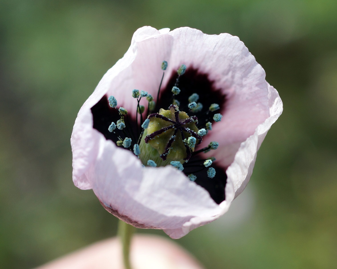 Изображение особи род Papaver.