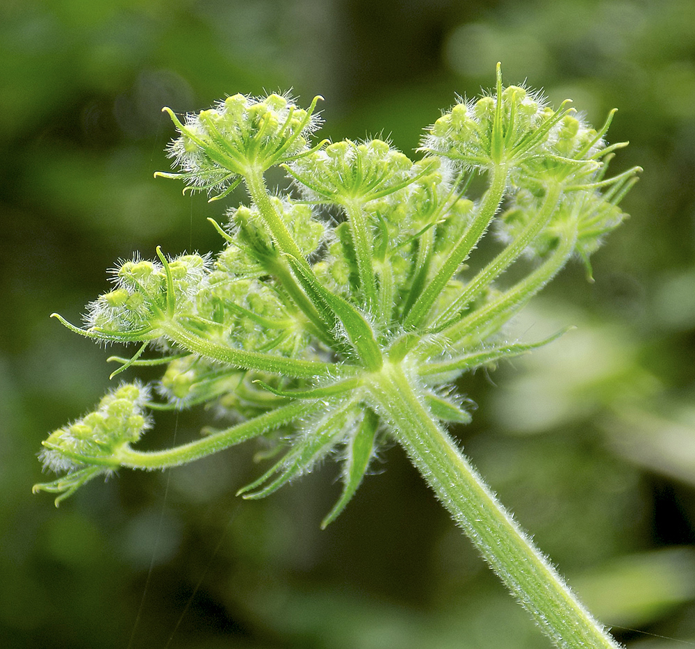 Image of Pastinaca pimpinellifolia specimen.