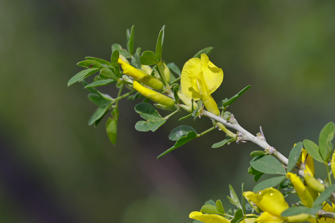 Image of Chamaecytisus ruthenicus var. ssyreiszczikowii specimen.