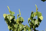 Triadica sebifera