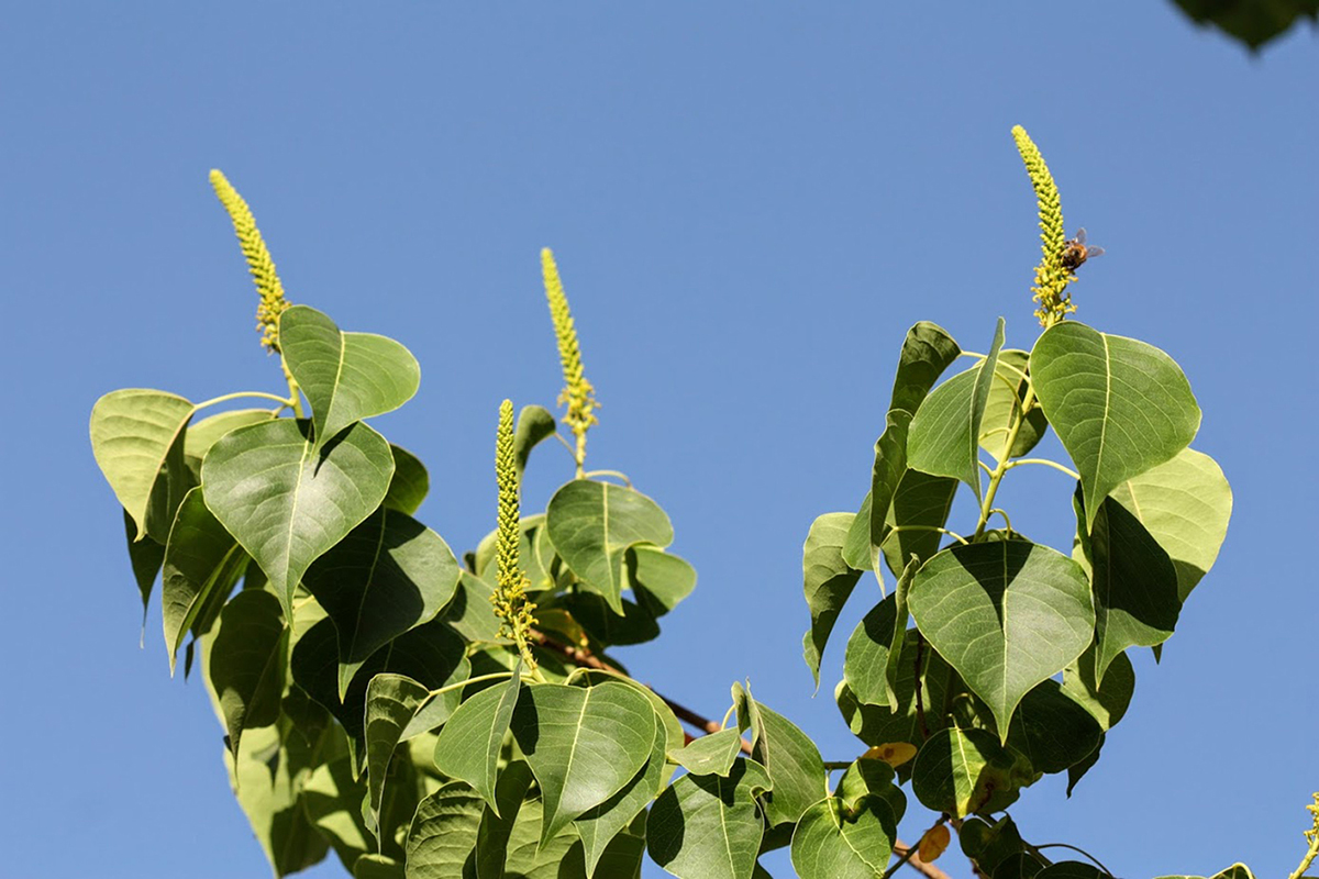 Изображение особи Triadica sebifera.