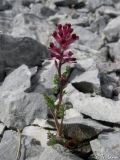 Image of taxon representative. Author is Илья Турбанов