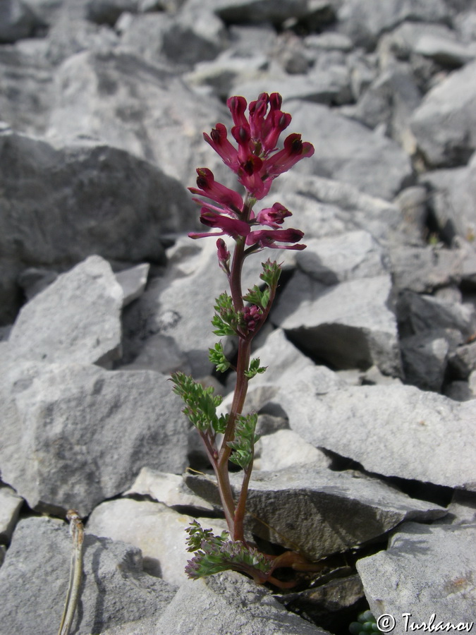 Image of genus Fumaria specimen.