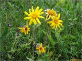 Arnica montana
