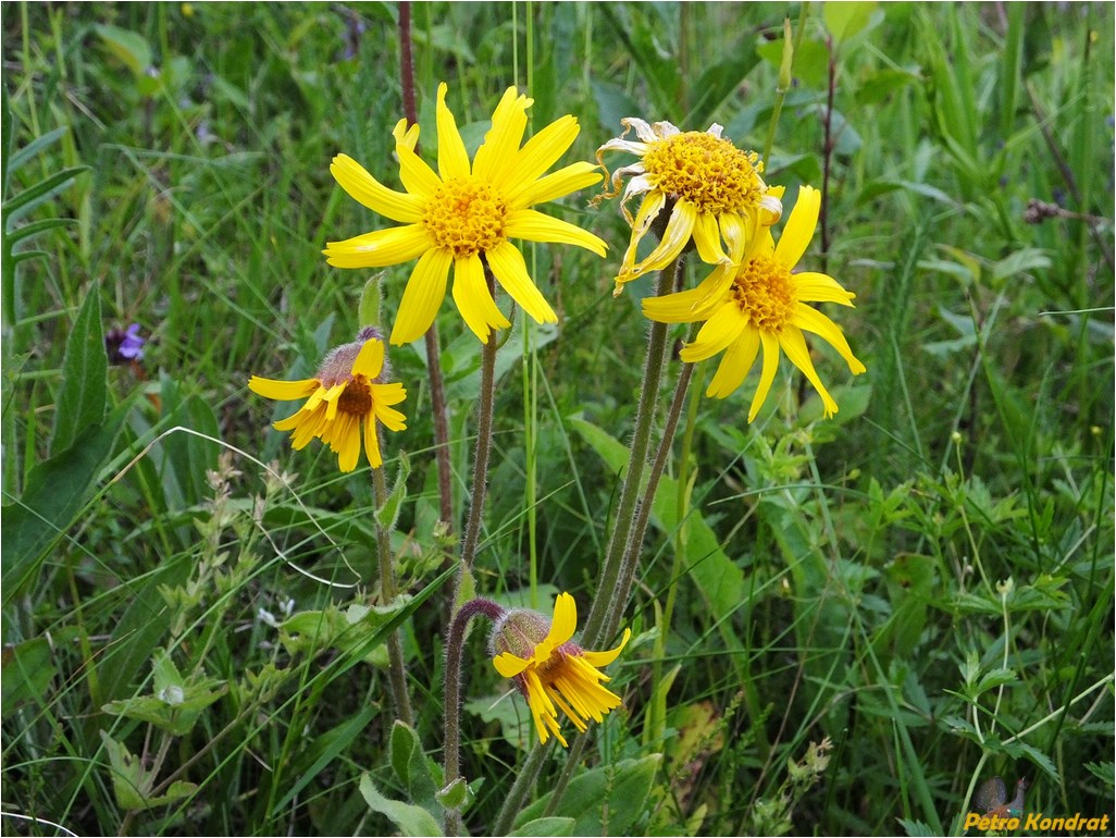 Image of Arnica montana specimen.