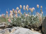 Astragalus schrenkianus. Плодоносящее растение. Южный Казахстан, западные отроги Киргизского хр., горы Ботамойнак в окр. г. Тараз, пологий пригребневой каменистый склон южной экспозиции, ≈ 900 м н.у.м. 19 мая 2017 г.