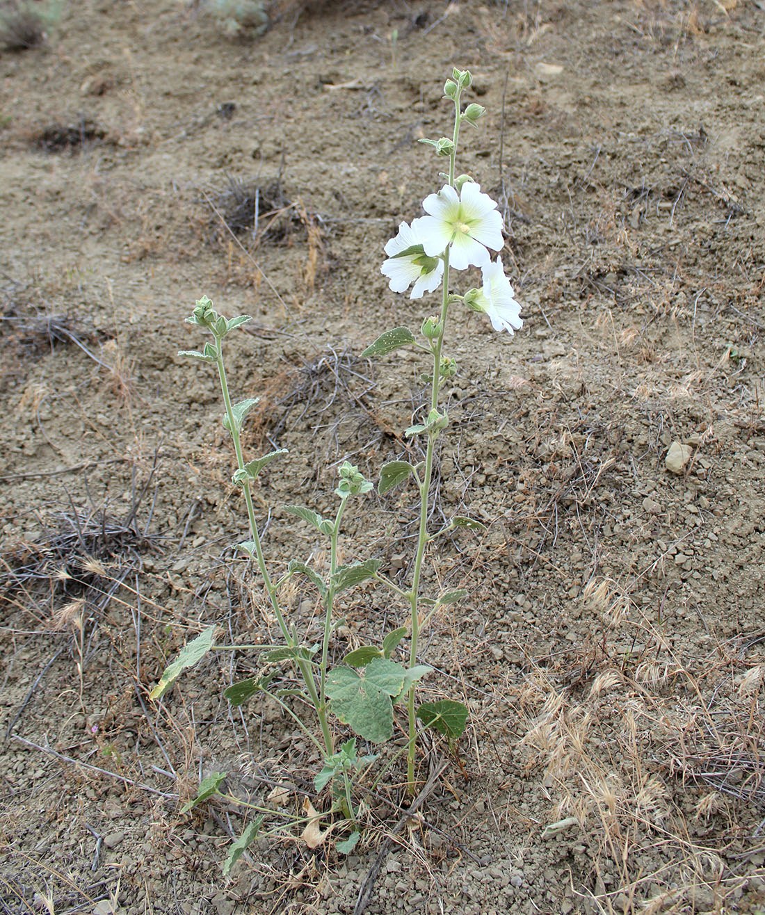 Изображение особи Alcea angulata.