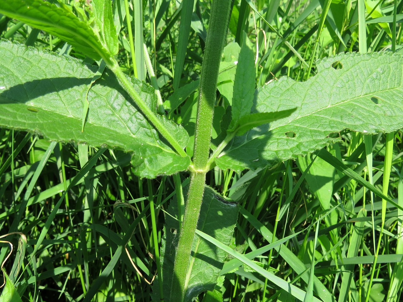 Image of Stachys palustris specimen.