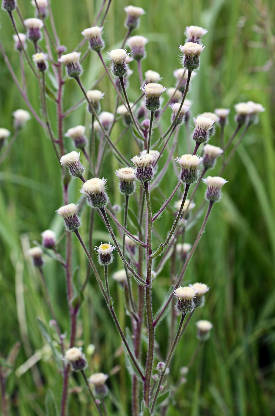 Image of Erigeron acris specimen.