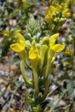 Scutellaria comosa