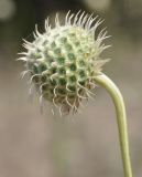 Cephalaria ambrosioides