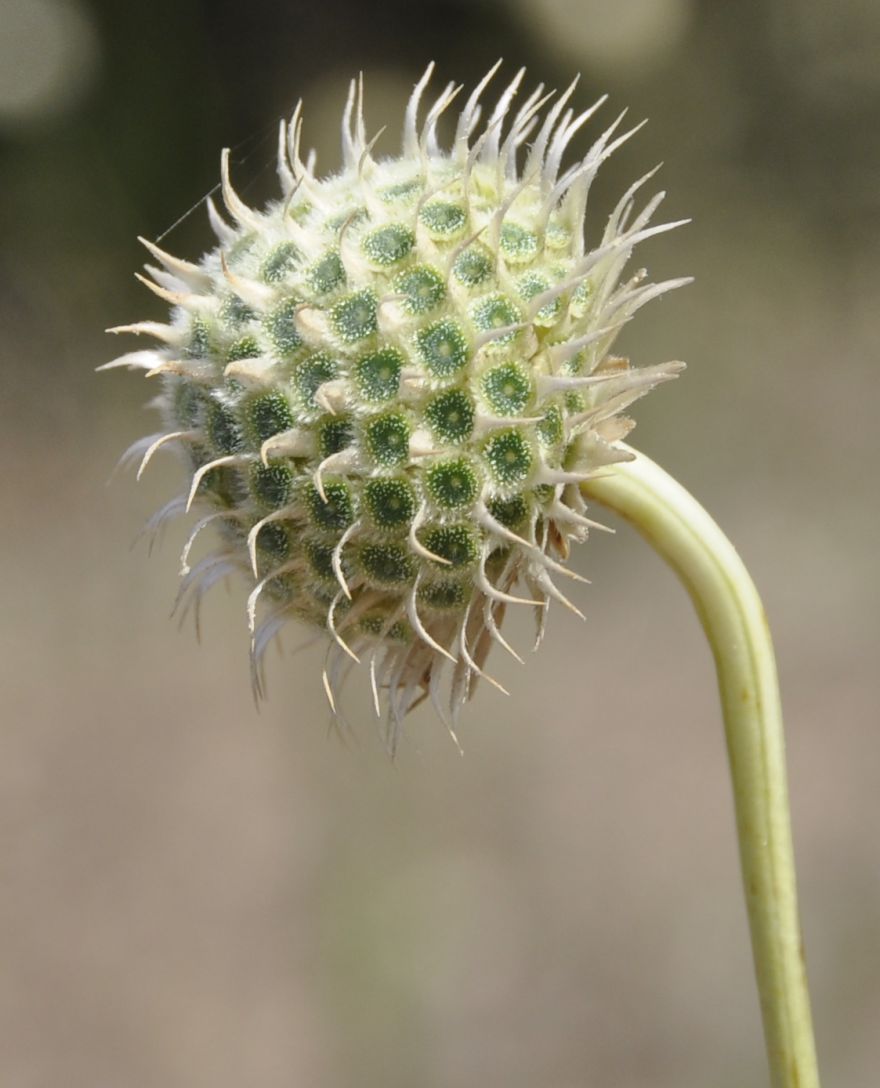 Image of Cephalaria ambrosioides specimen.