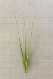 Hordeum leporinum