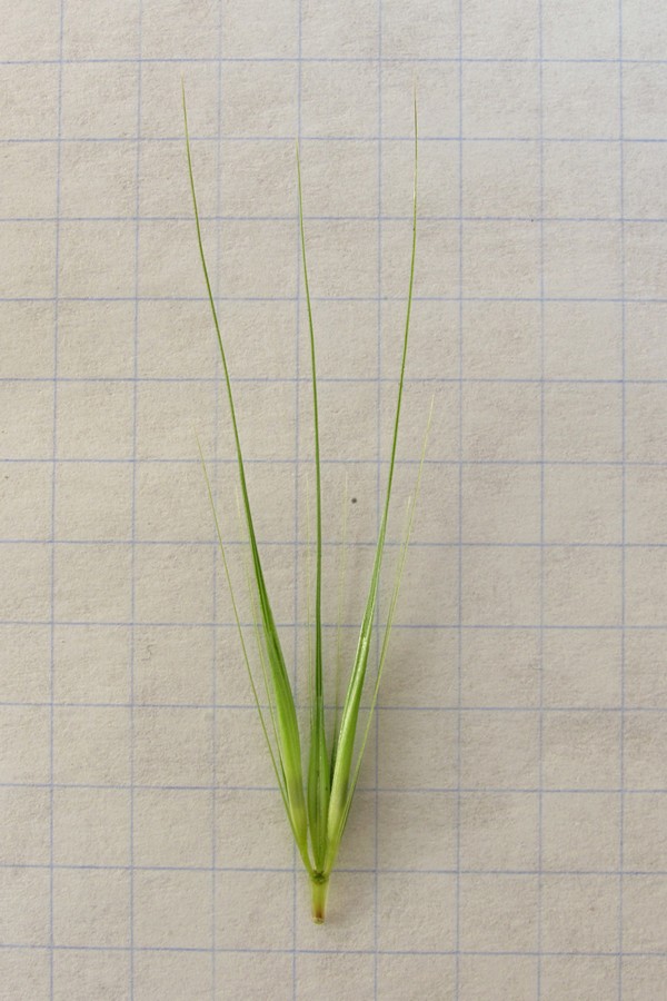 Изображение особи Hordeum leporinum.