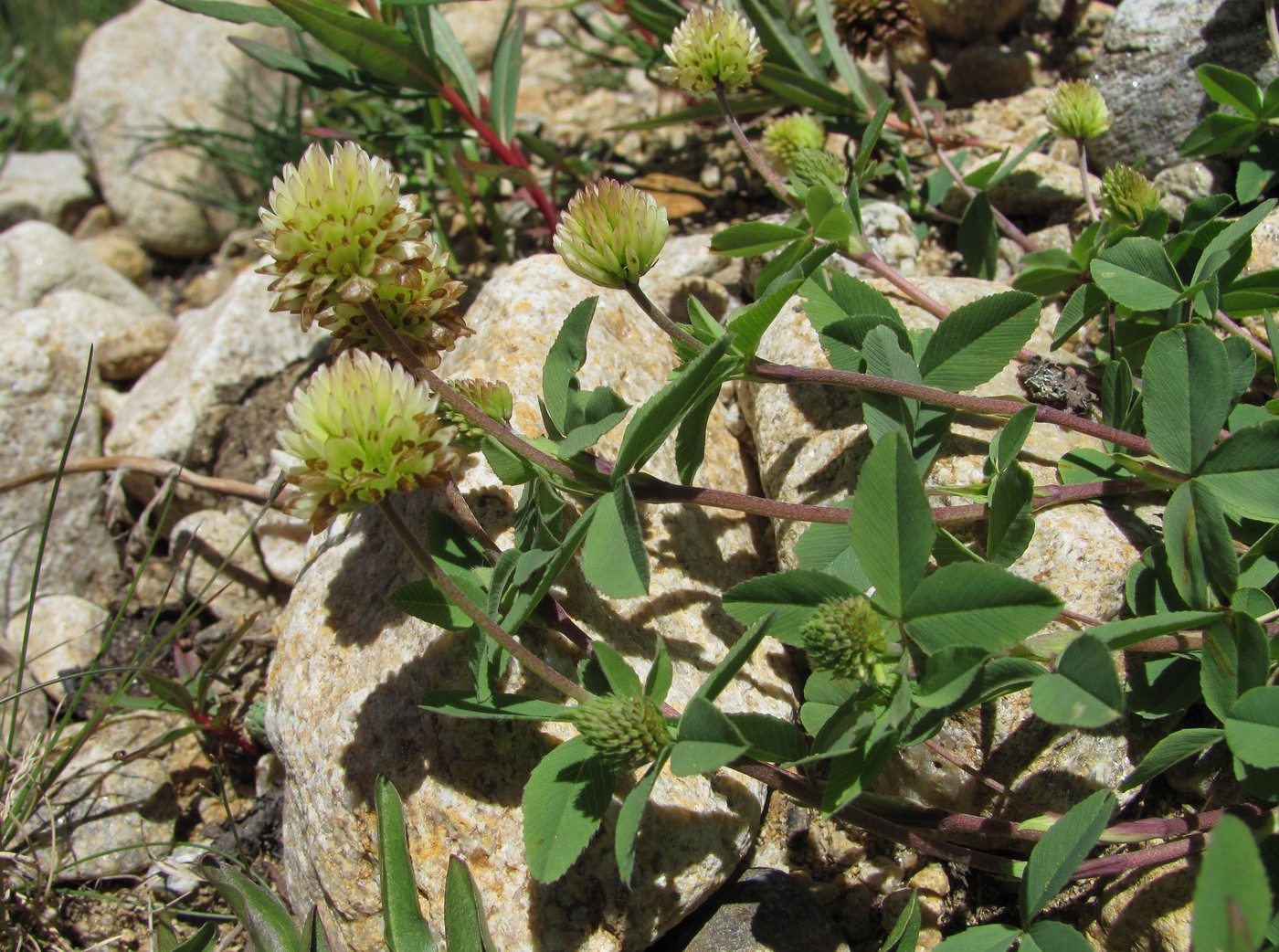 Изображение особи Trifolium rytidosemium.