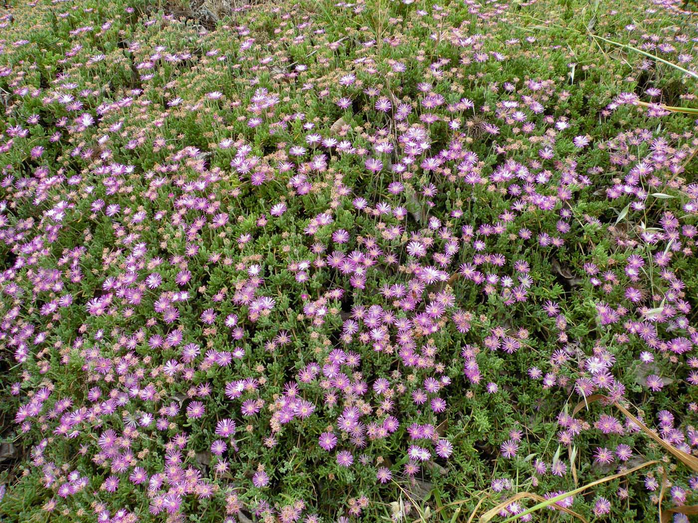 Изображение особи Drosanthemum floribundum.