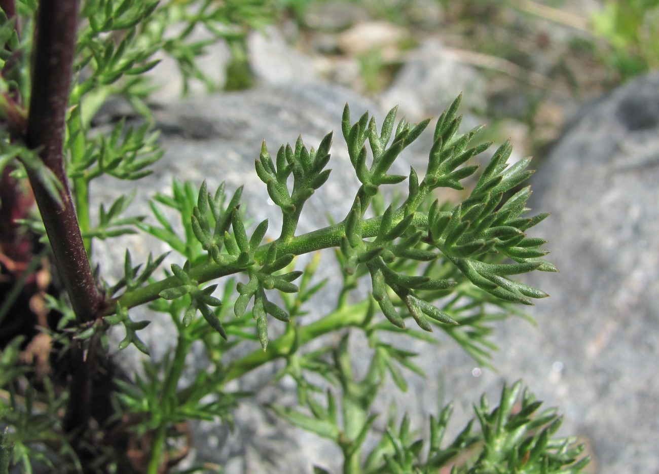 Изображение особи Tripleurospermum caucasicum.