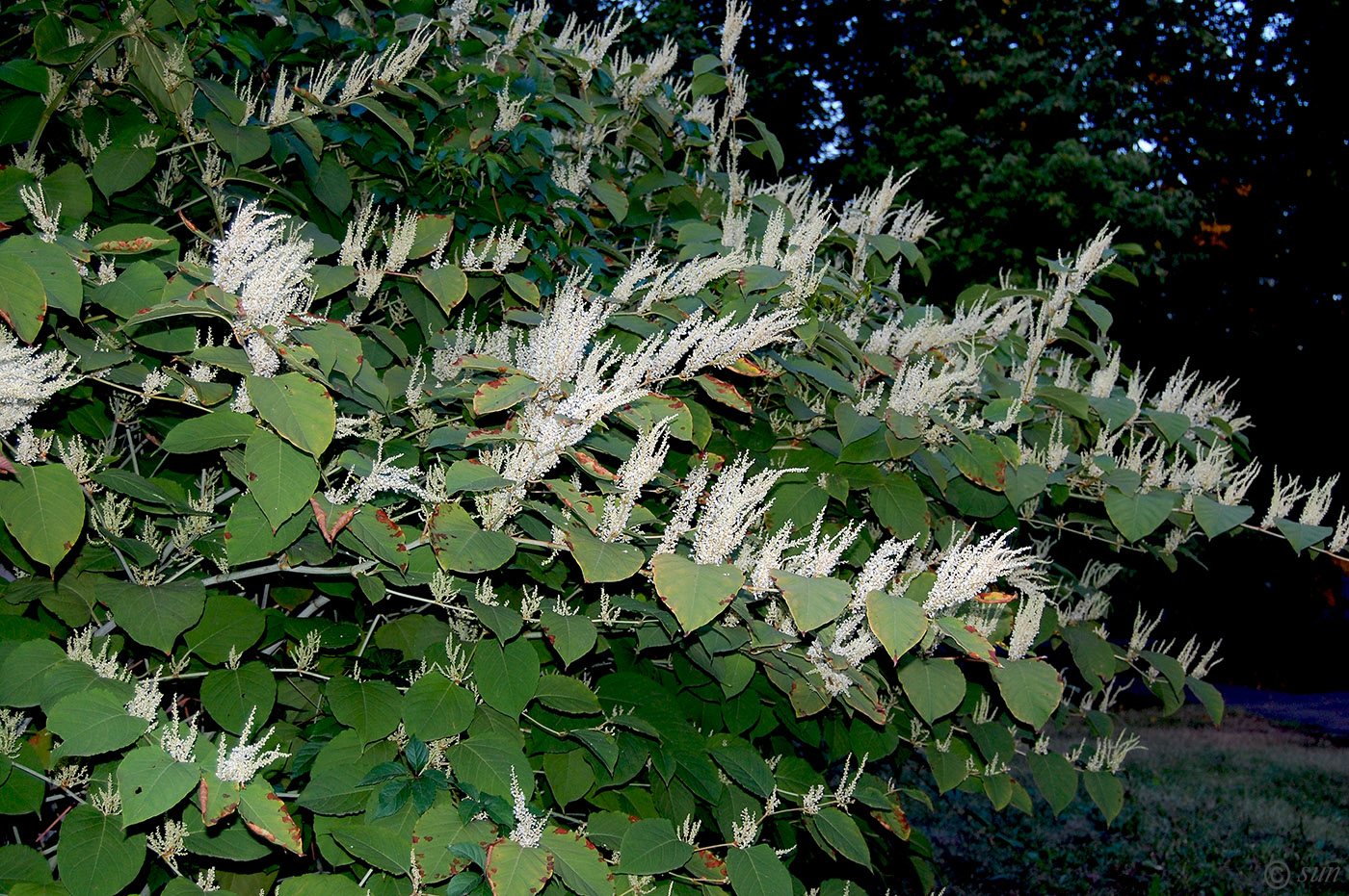 Image of Reynoutria japonica specimen.