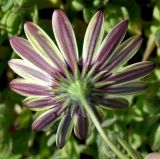 Dimorphotheca pluvialis