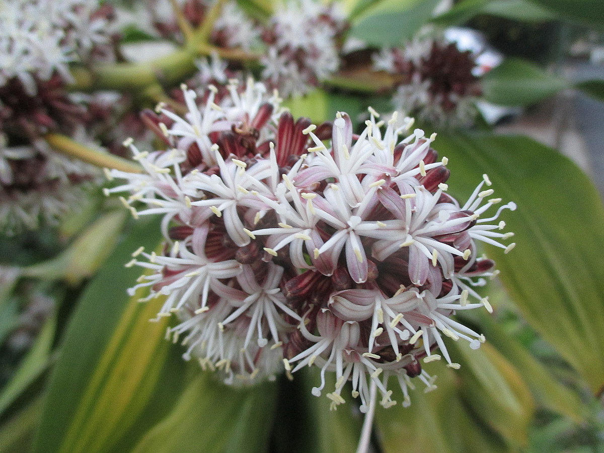 Image of Dracaena fragrans specimen.