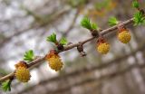 Larix sibirica