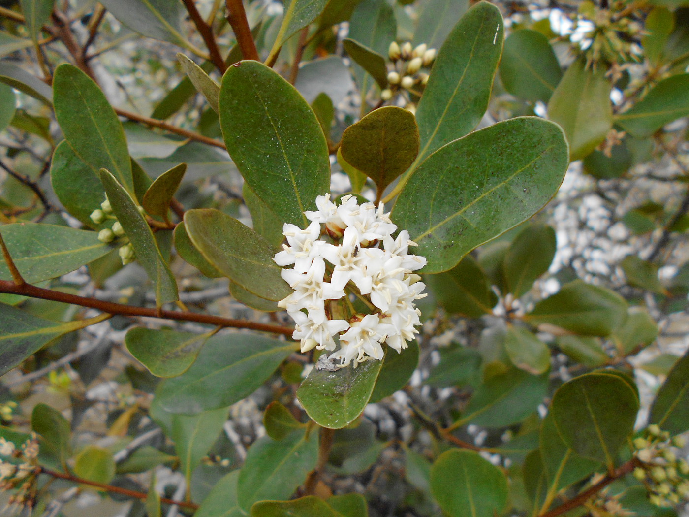 Image of Aegiceras corniculatum specimen.