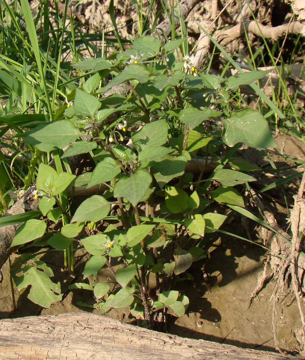 Изображение особи Solanum nigrum.