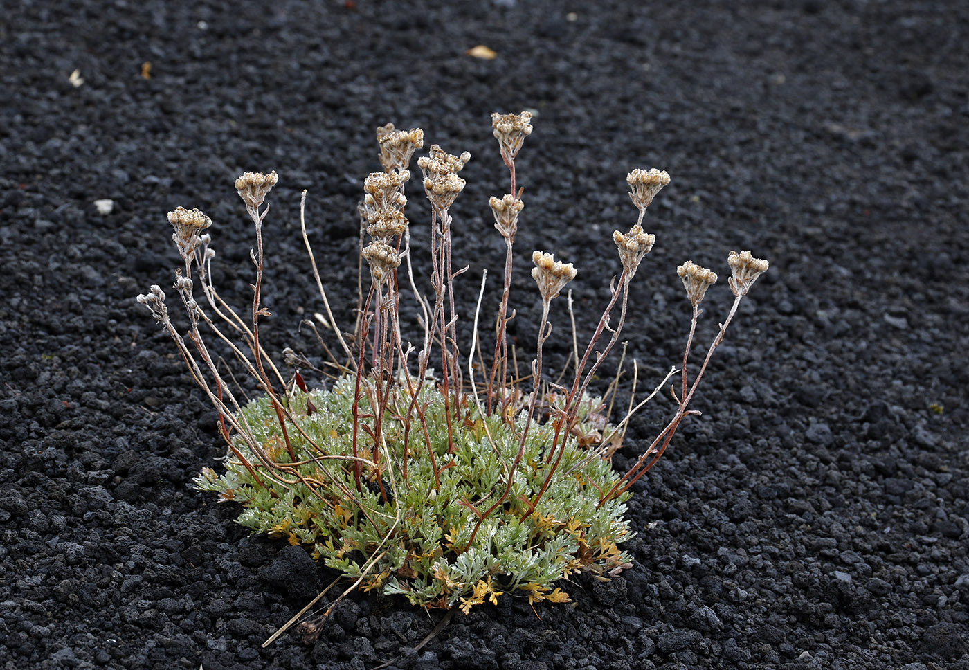 Изображение особи Artemisia glomerata.