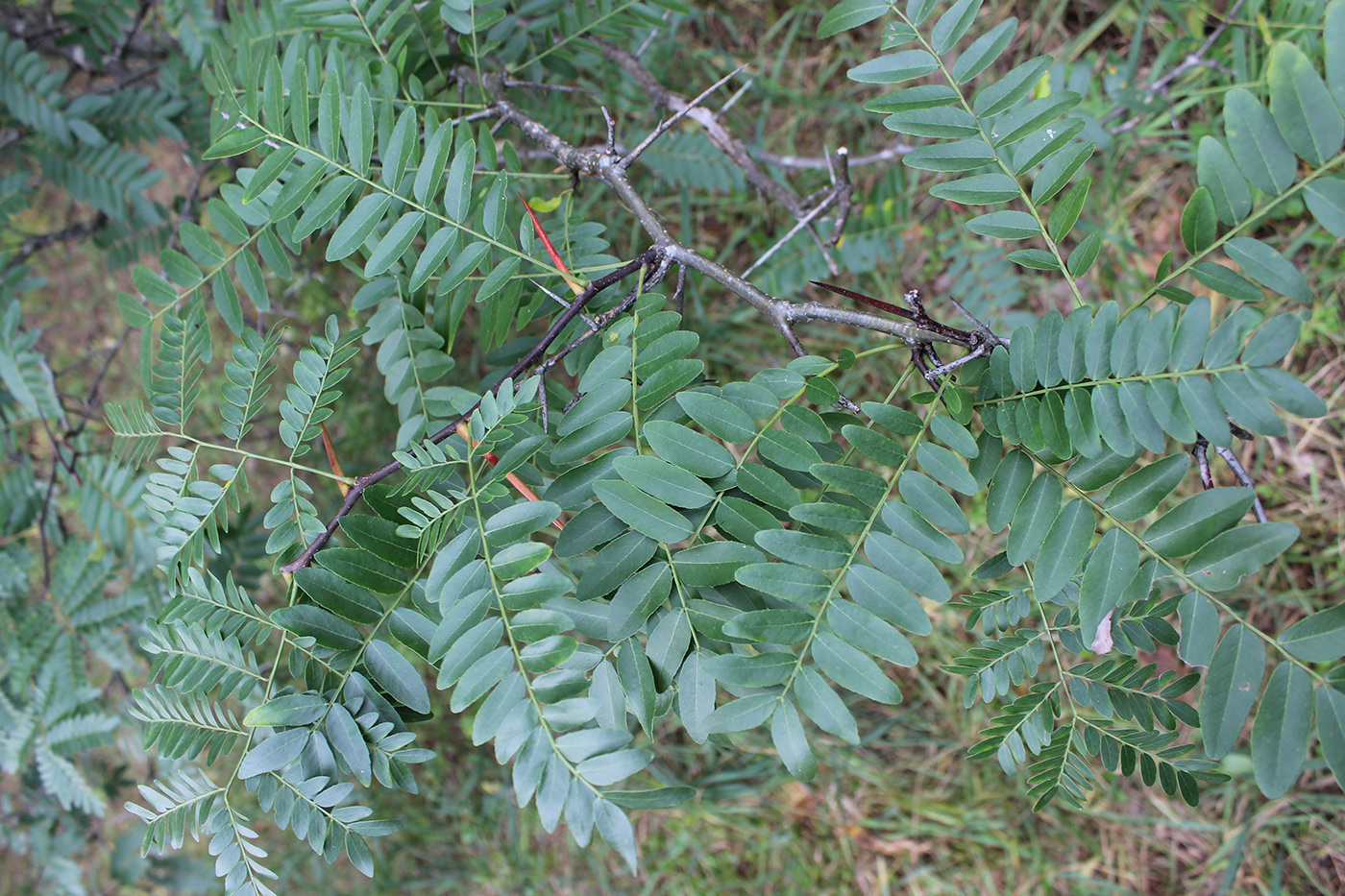 Изображение особи Gleditsia &times; texana.