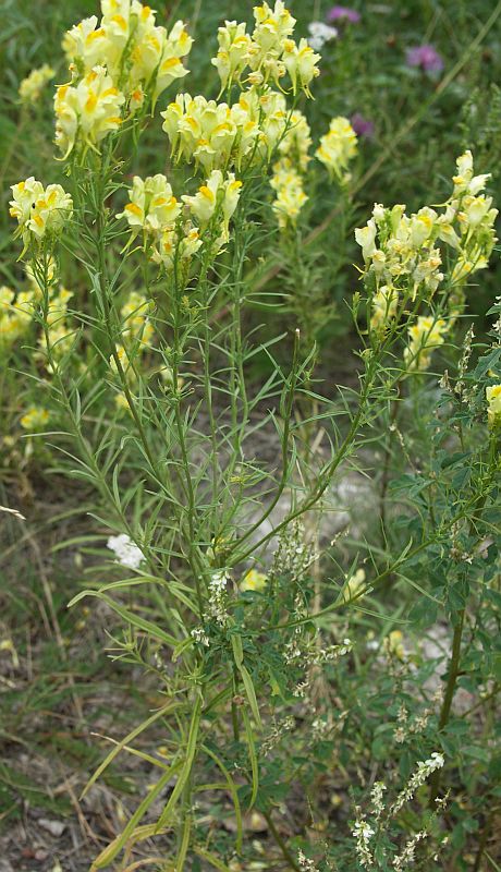 Изображение особи Linaria vulgaris.