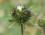 Succisa pratensis
